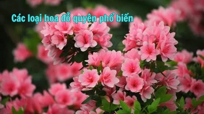 Các loại hoa đỗ quyên phổ biến