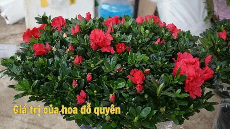 Giá trị của hoa đỗ quyên