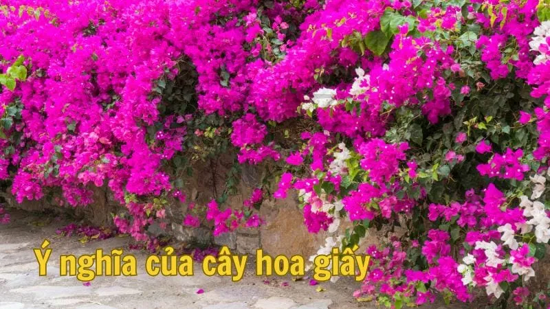 Ý nghĩa của cây hoa giấy