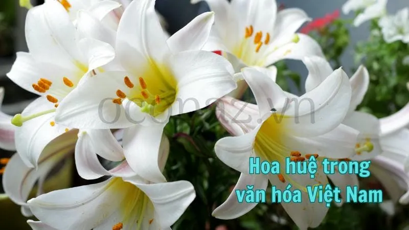 Hoa huệ trong văn hóa Việt Nam