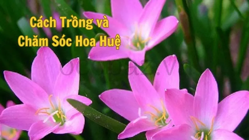 Cách trồng và chăm sóc hoa huệ