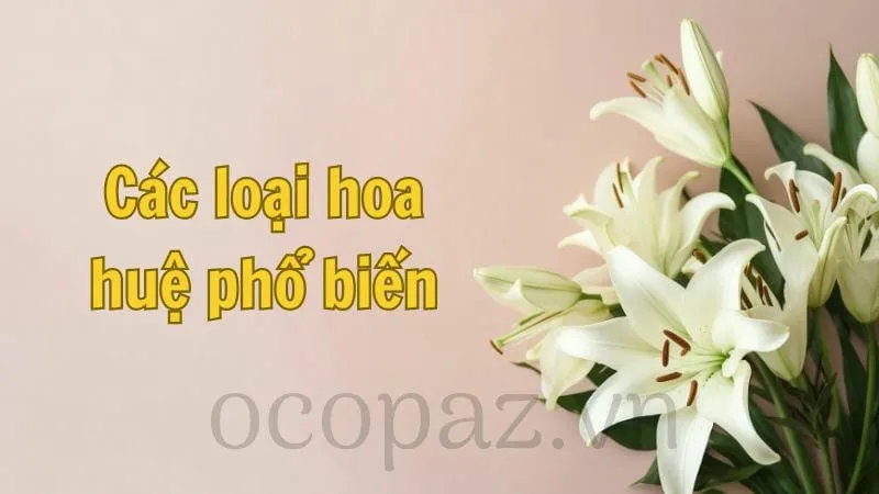 Các loại hoa huệ phổ biến