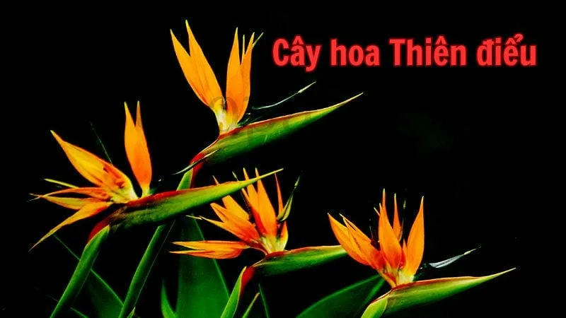 Cây hoa Thiên điểu - Biểu tượng của sắc màu thiên nhiên