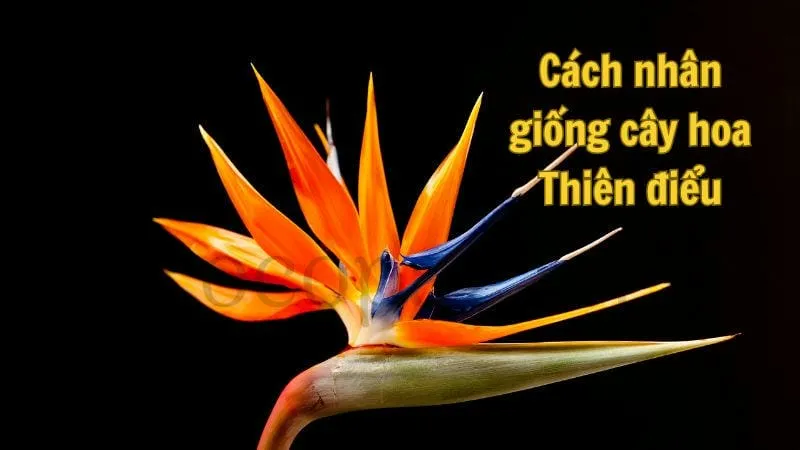 Cách nhân giống cây hoa Thiên điểu