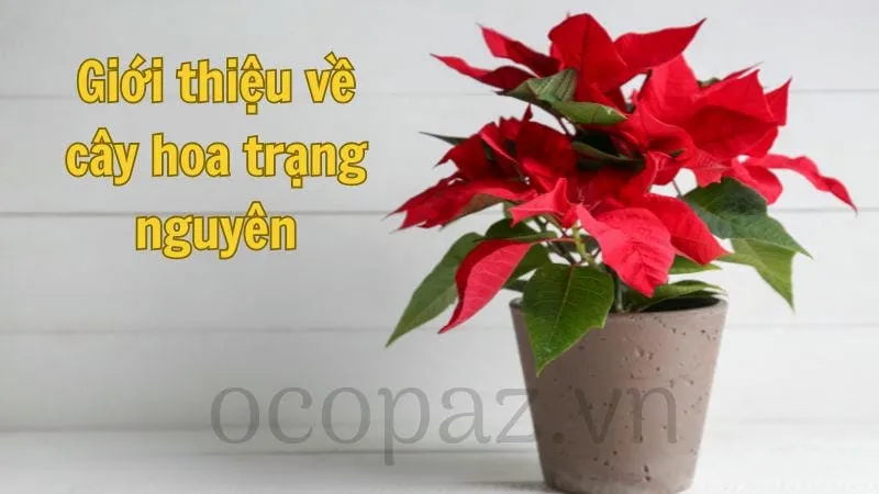 Cây hoa trạng nguyên - Tìm hiểu và chăm sóc đúng cách 1