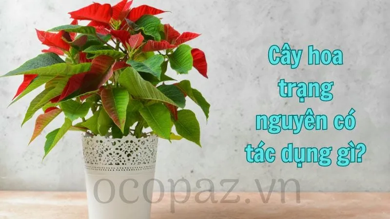 Cây hoa trạng nguyên - Tìm hiểu và chăm sóc đúng cách 2