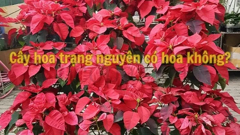 Cây hoa trạng nguyên - Tìm hiểu và chăm sóc đúng cách 3