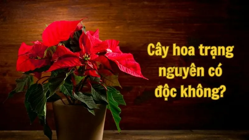 Cây hoa trạng nguyên - Tìm hiểu và chăm sóc đúng cách 4