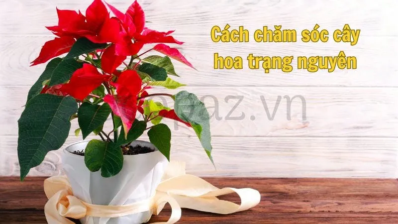 Cây hoa trạng nguyên - Tìm hiểu và chăm sóc đúng cách 6