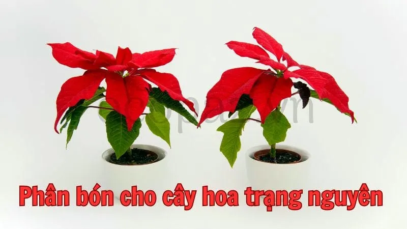 Cây hoa trạng nguyên - Tìm hiểu và chăm sóc đúng cách 7