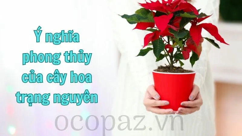 Cây hoa trạng nguyên - Tìm hiểu và chăm sóc đúng cách 1