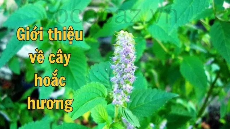 Giới thiệu về cây hoắc hương