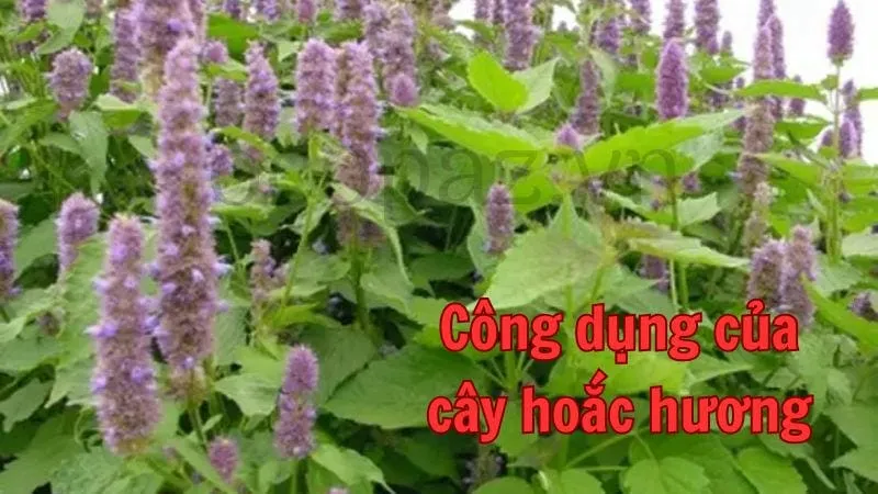 Công dụng của cây hoắc hương