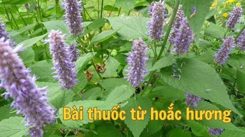 Bài thuốc từ hoắc hương