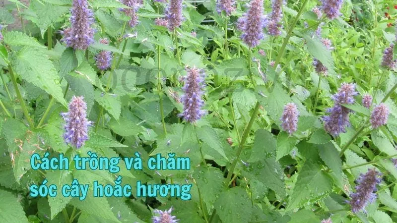 Cách trồng và chăm sóc cây hoắc hương