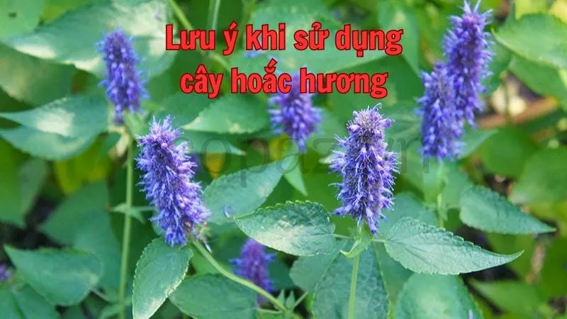 Lưu ý khi sử dụng cây hoắc hương