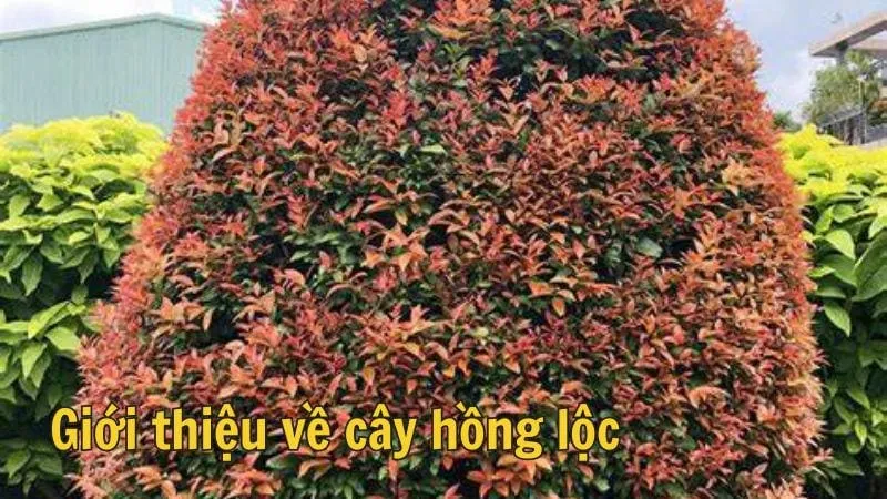 Giới thiệu về cây hồng lộc