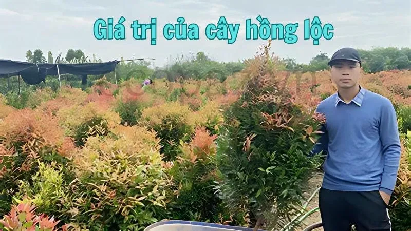 Giá trị của cây hồng lộc