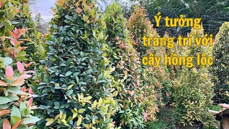 Ý tưởng trang trí với cây hồng lộc