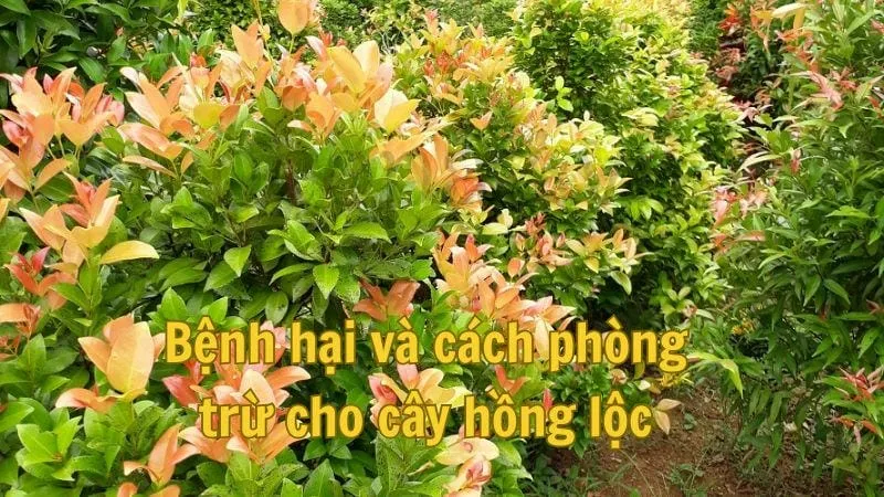 Bệnh hại và cách phòng trừ cho cây hồng lộc