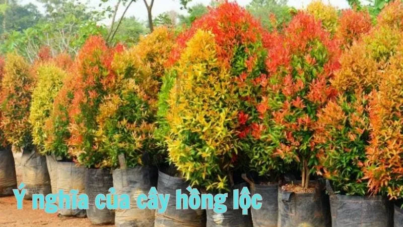 Ý nghĩa của cây hồng lộc