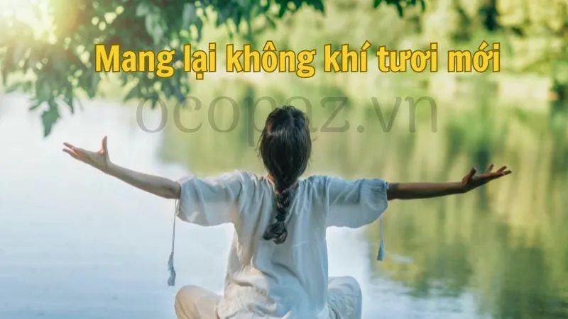 Cây hồng lộc mang lại không khí tươi mới