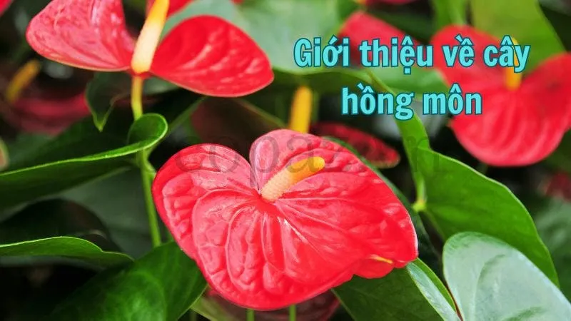 Giới thiệu về cây hồng môn