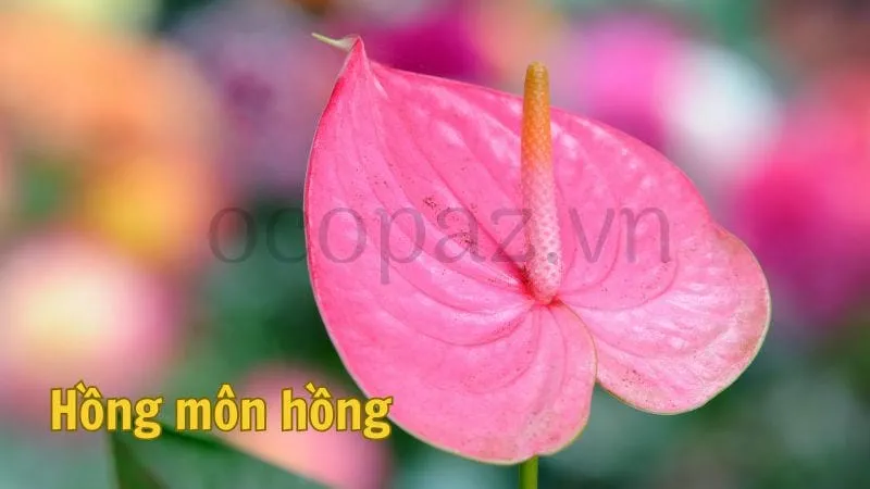 Cây hồng môn có mấy loại?