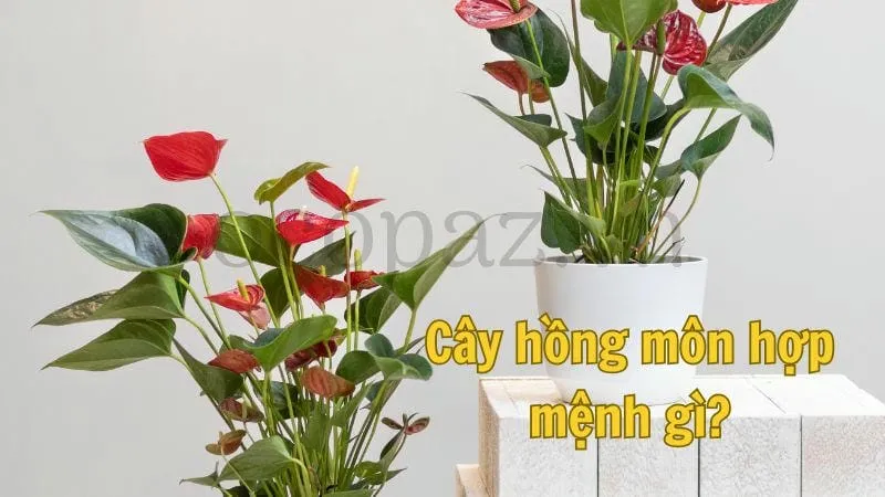 Cây hồng môn hợp mệnh gì?