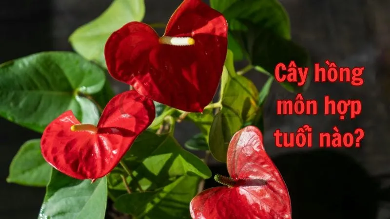 Cây hồng môn hợp tuổi nào?