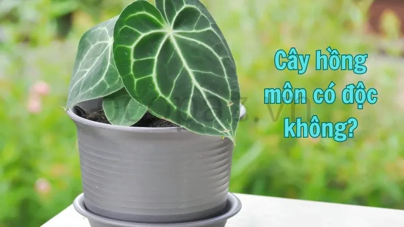 Cây hồng môn có độc không?