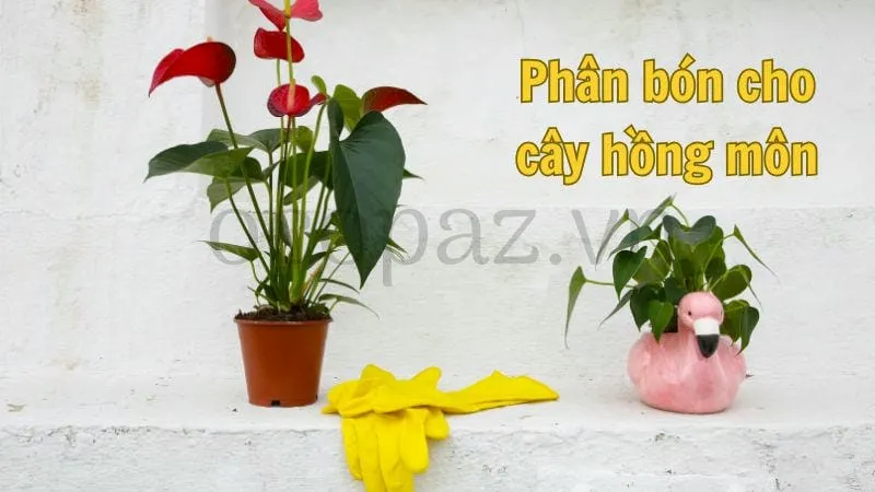 Phân bón cho cây hồng môn