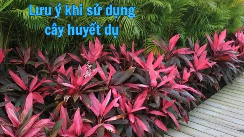 Lưu ý khi sử dụng cây huyết dụ