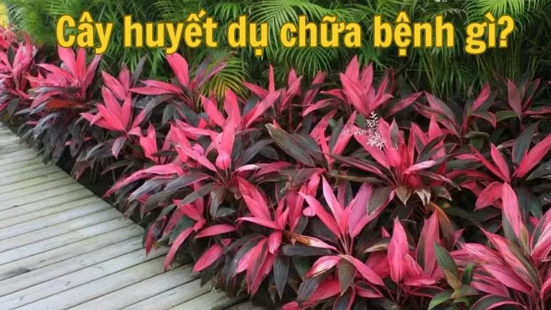 Cây huyết dụ chữa bệnh gì?