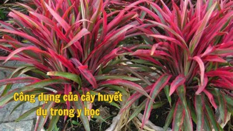 Công dụng của cây huyết dụ trong y học