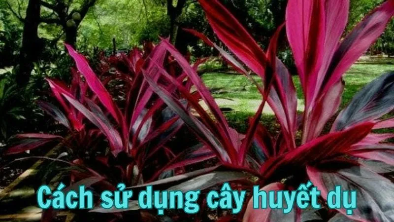 Cách sử dụng cây huyết dụ