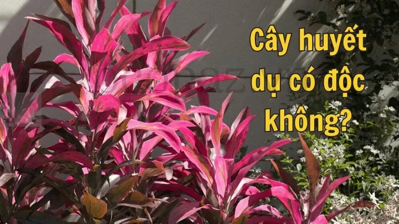 Cây huyết dụ có độc không?