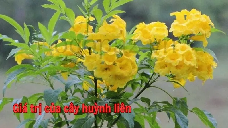 Giá trị của cây huỳnh liên