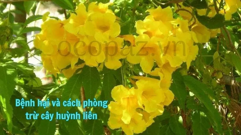 Bệnh hại và cách phòng trừ cây huỳnh liên