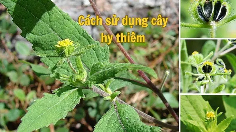 Cách sử dụng cây hy thiêm