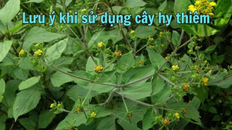 Lưu ý khi sử dụng cây hy thiêm