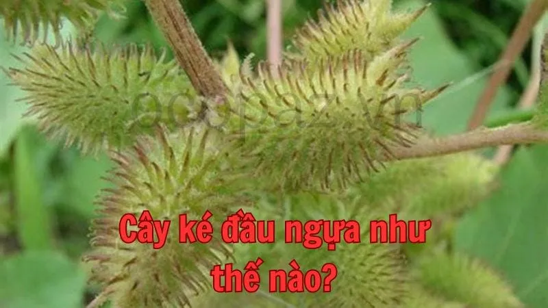 Cây ké đầu ngựa như thế nào?