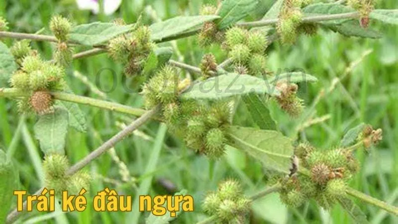 Trái ké đầu ngựa