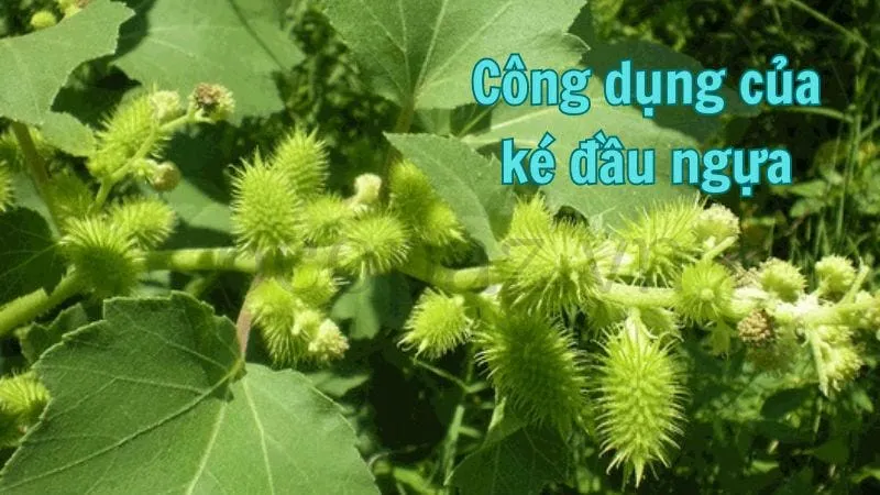 Công dụng của ké đầu ngựa