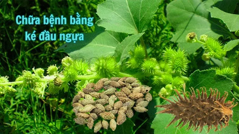 Chữa bệnh bằng ké đầu ngựa