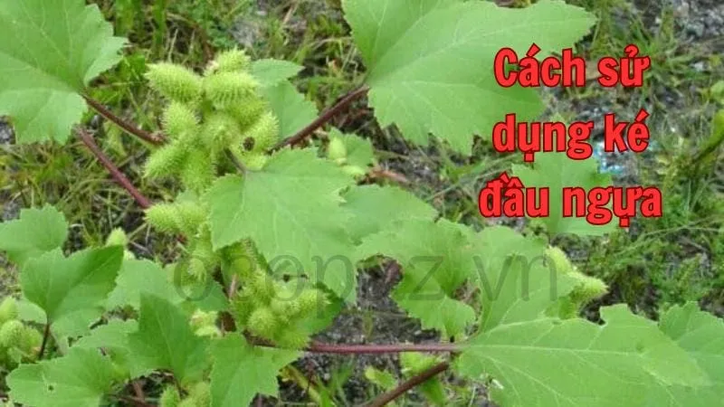 Cách sử dụng ké đầu ngựa