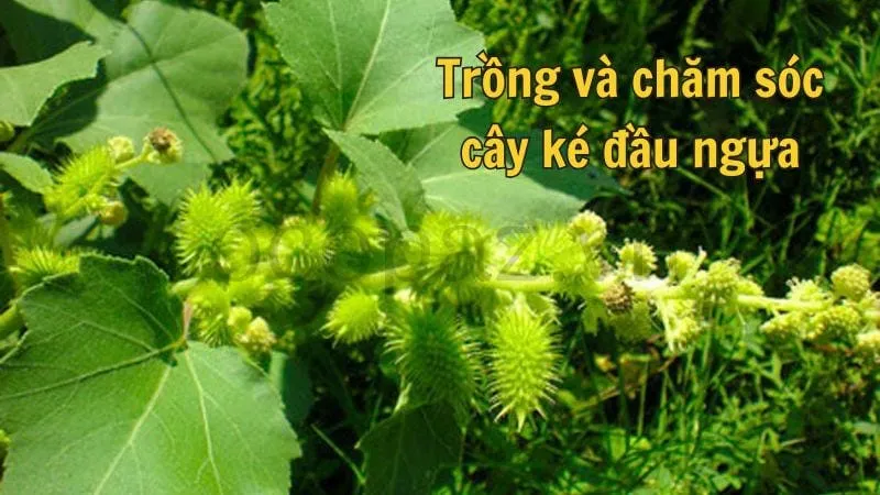 Trồng và chăm sóc cây ké đầu ngựa