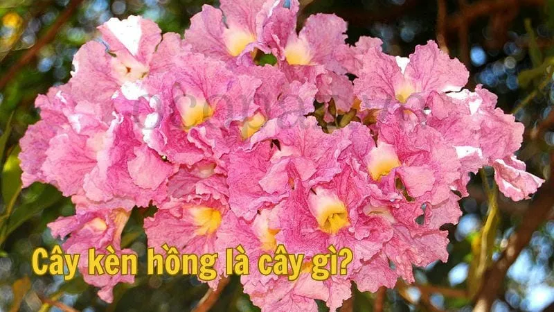 Cây kèn hồng là cây gì?