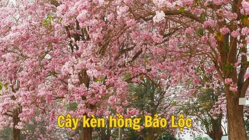 Cây kèn hồng Bảo Lộc