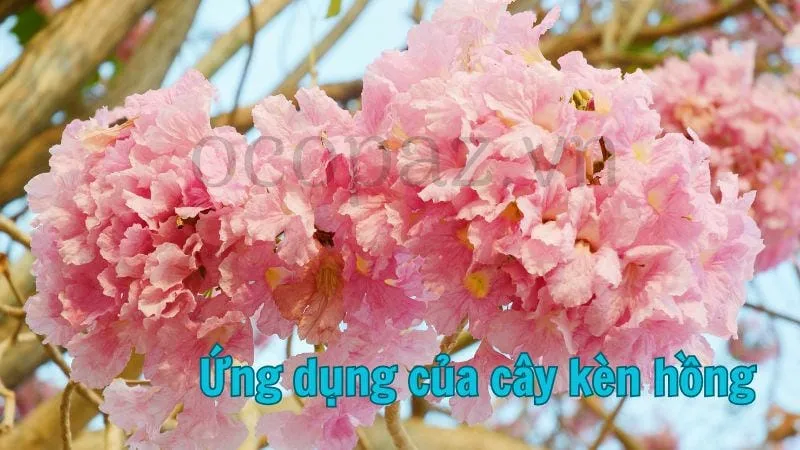 Ứng dụng của cây kèn hồng